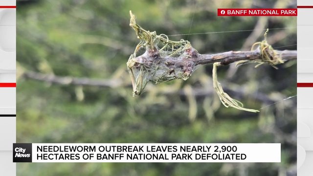 Needleworm outbreak leaves nearly 2,900 hectares of Banff National Park defoliated