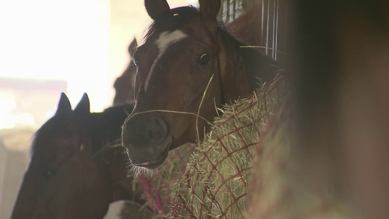 Horse exports for slaughter: activists press Liberals for ban | CityNews  Winnipeg