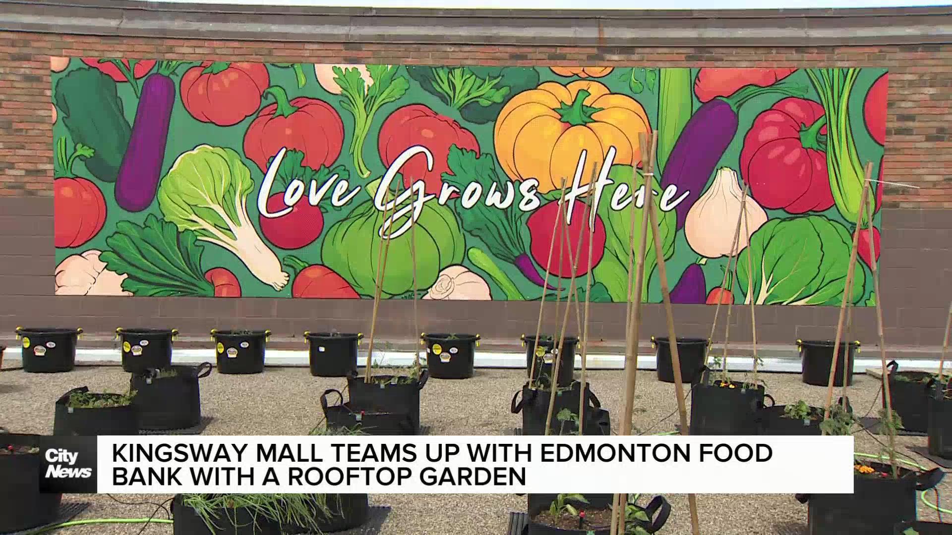 Kingsway Mall and Edmonton Food Bank team up with rooftop garden