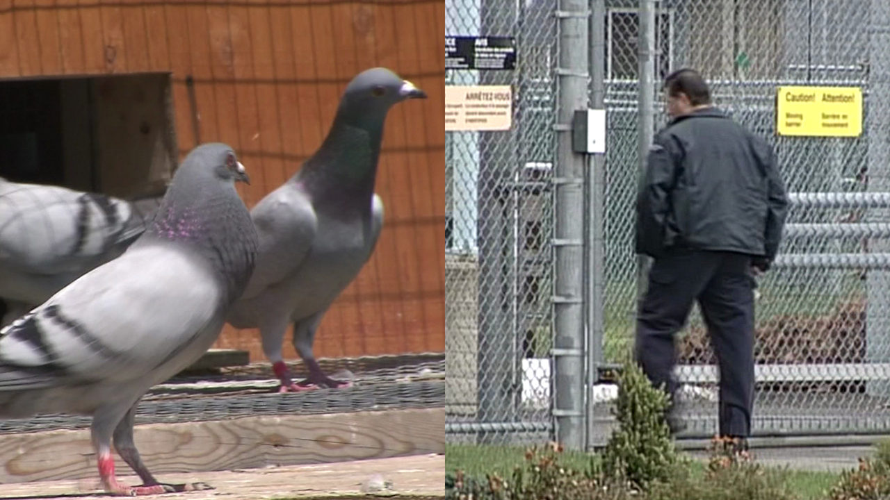 Pigeonsdoingthings Police caught a pigeon wearing a tiny backpack