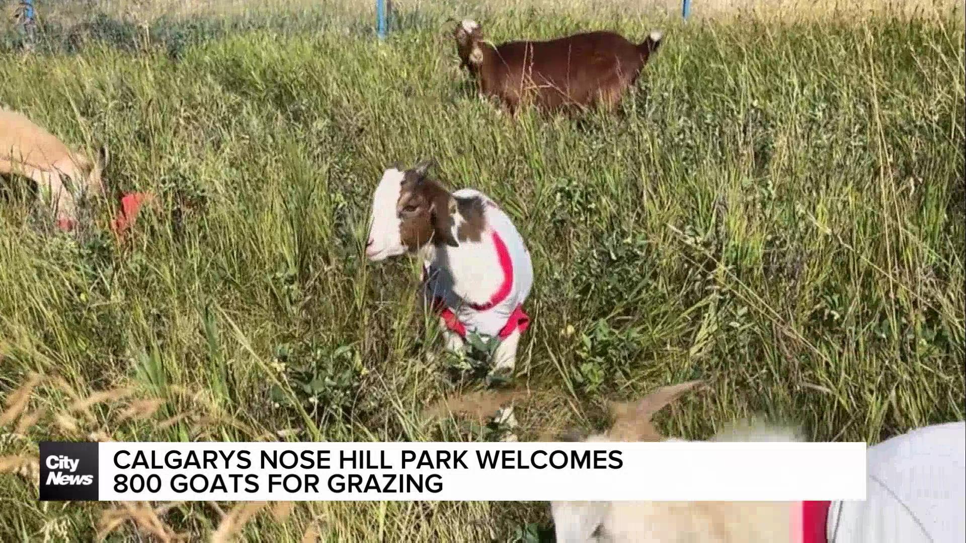 Calgary's Nose Hill park welcomes 800 goats for grazing program