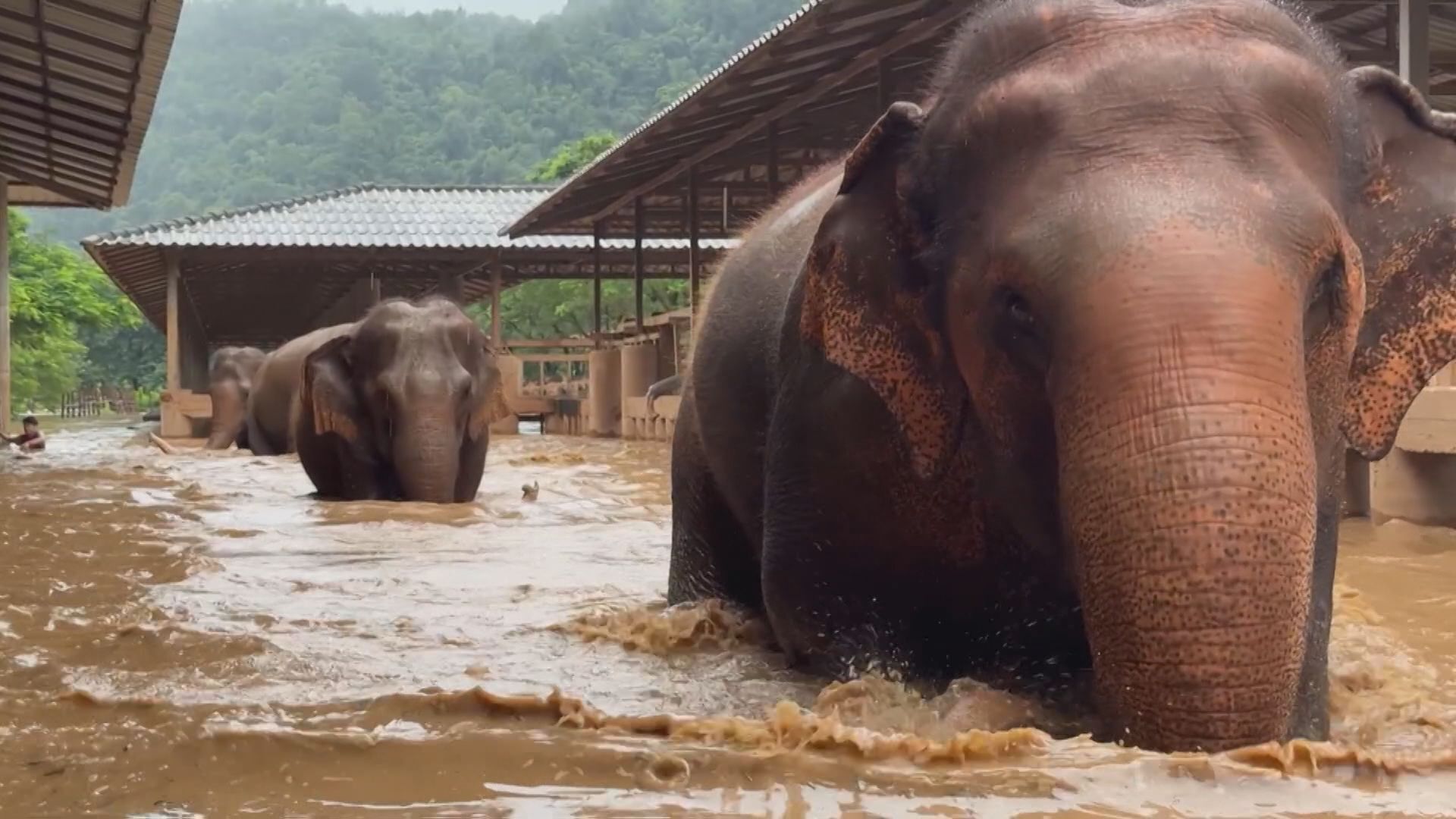 South and South East Asian countries inundated by floods 