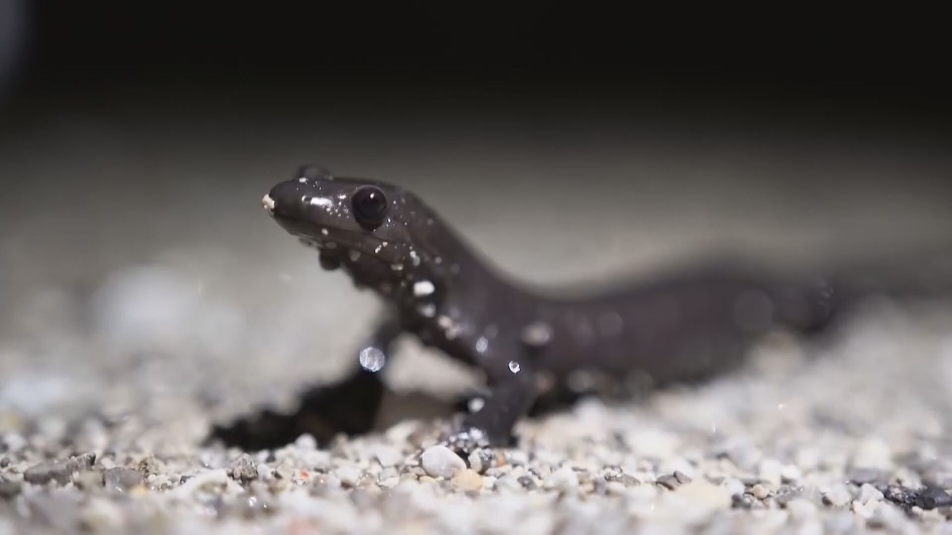 Salamanders forcing road closures in York Region