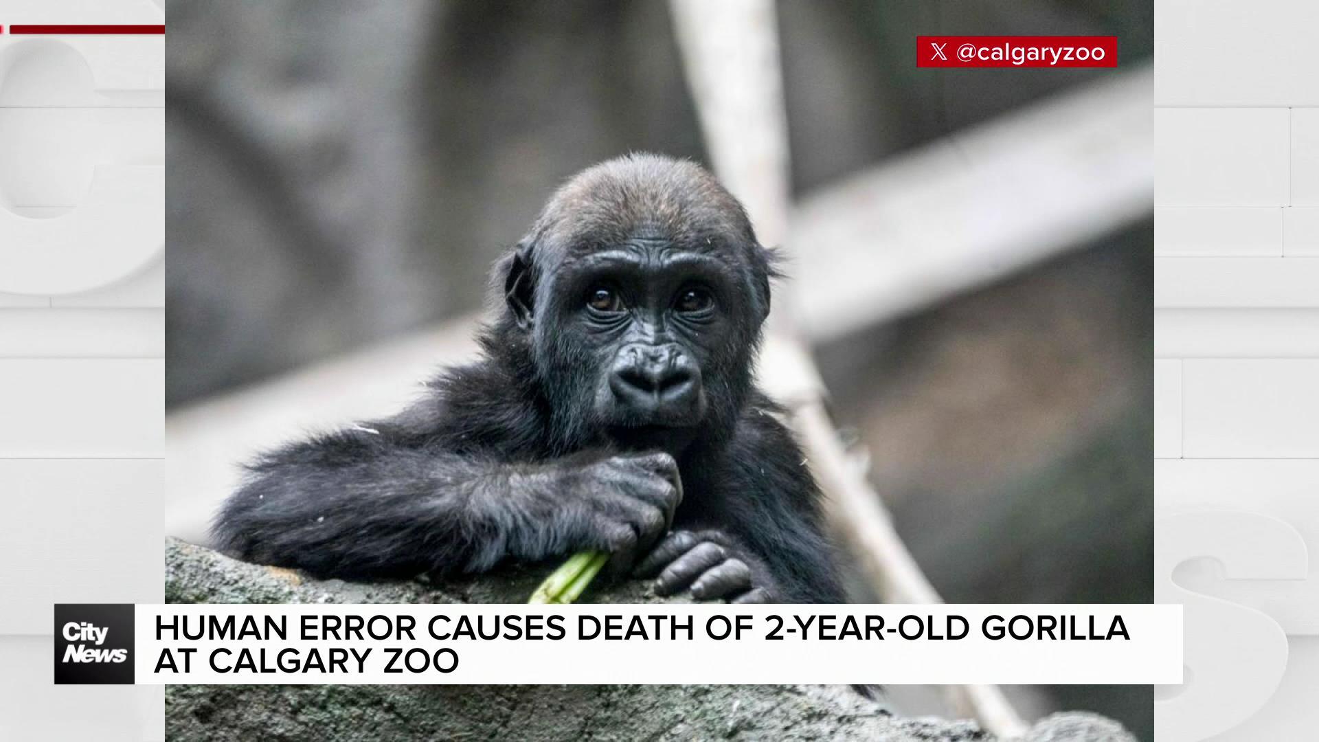 Human error causes death of 2-year-old gorilla at Calgary Zoo