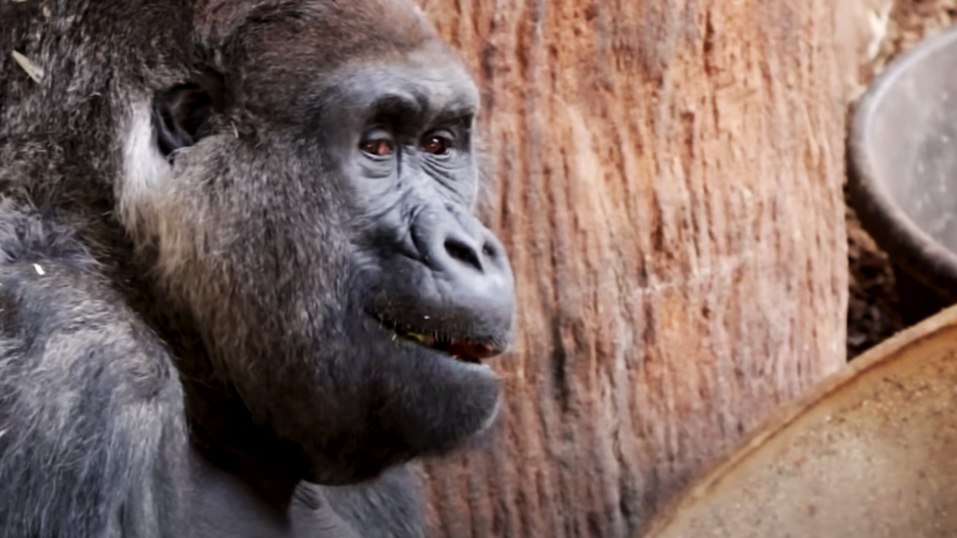 Toronto Zoo's beloved 52-year-old gorilla, Charles, has passed away