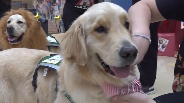Birthday party held for children's hospital dogs in New York