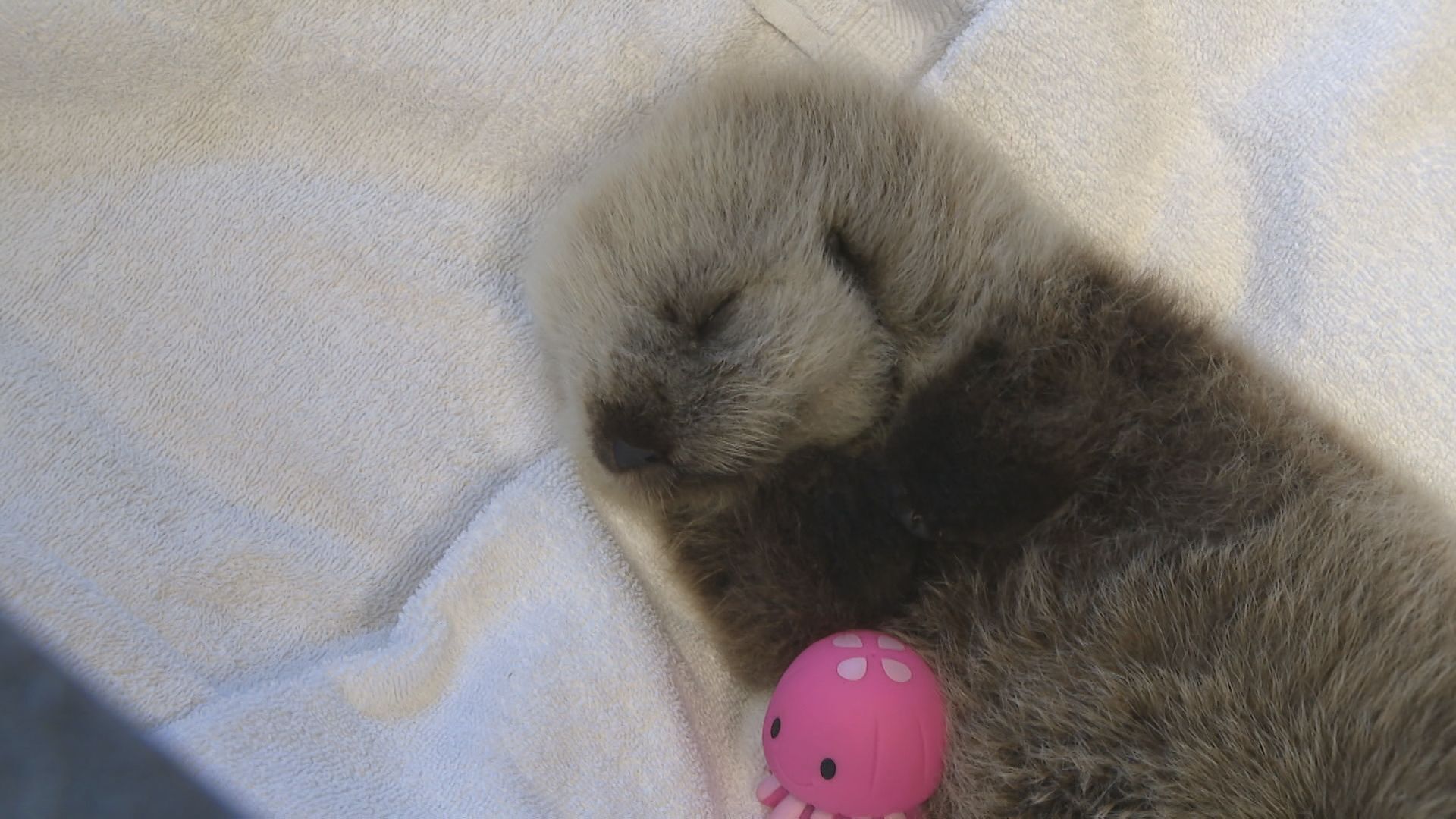 Orphaned sea otter rescued in Tofino