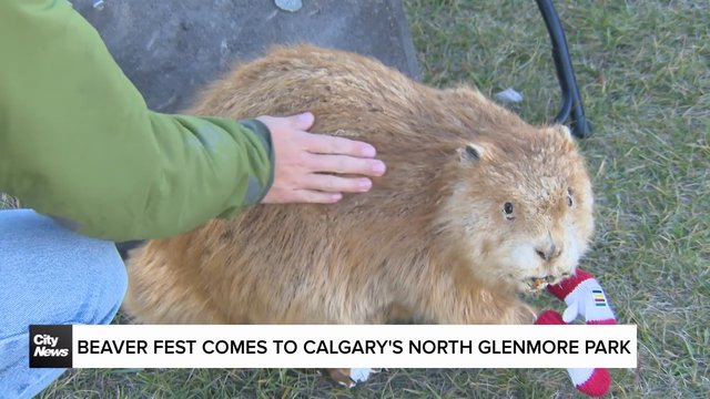 Special beaver-themed celebration comes to Calgary’s North Glenmore Park