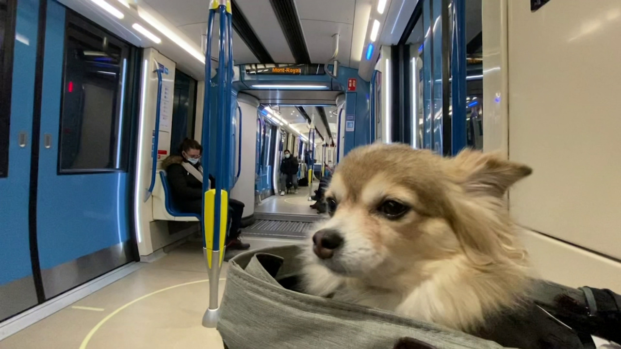 are dogs allowed on metro trains melbourne