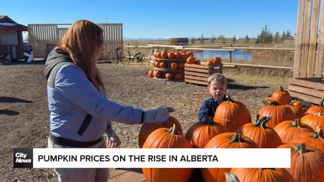 Why pumpkin prices are up this year