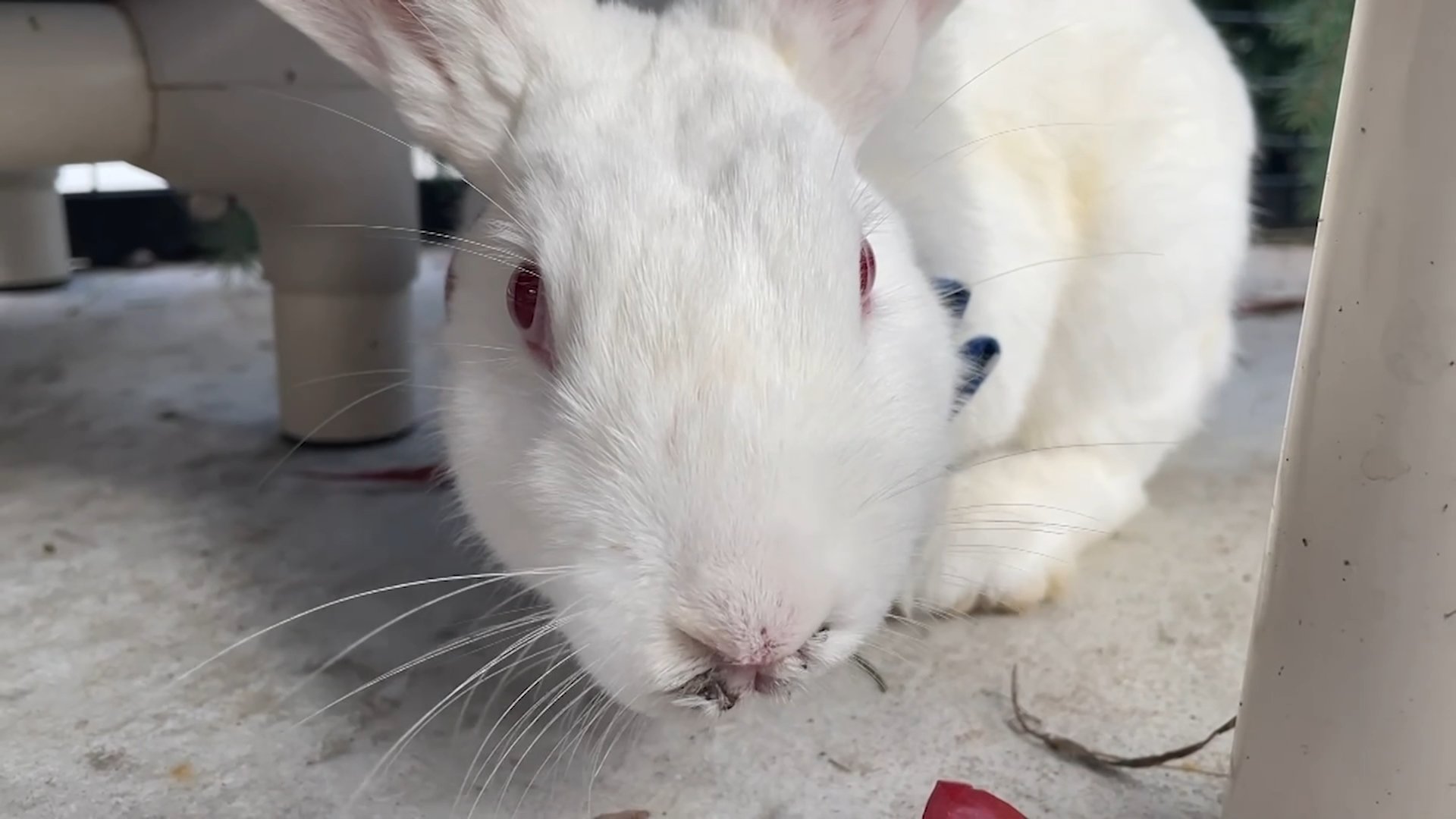 Watching for rabbit abandonment after Easter