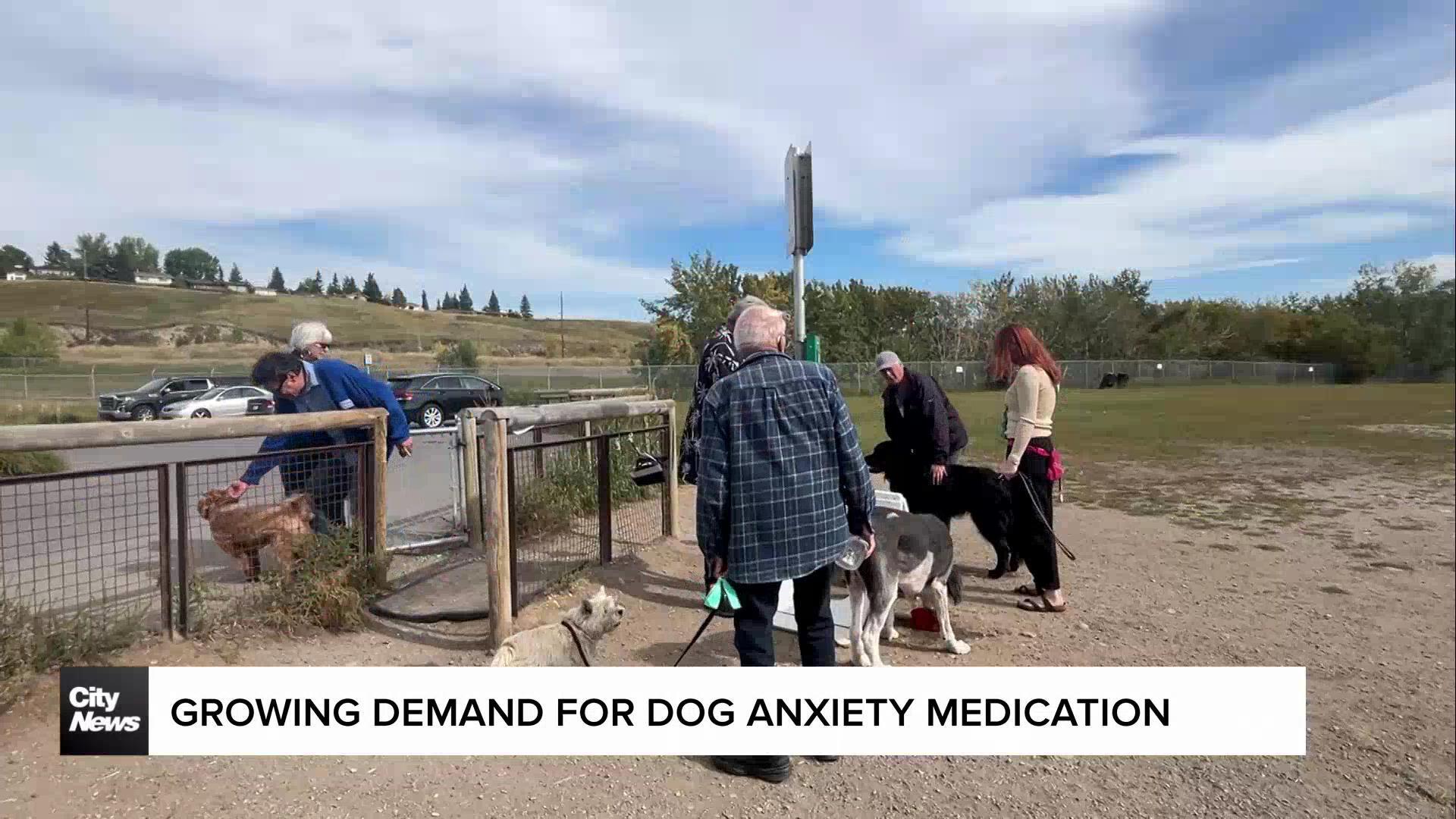 Growing demand for dog anxiety medication in Calgary