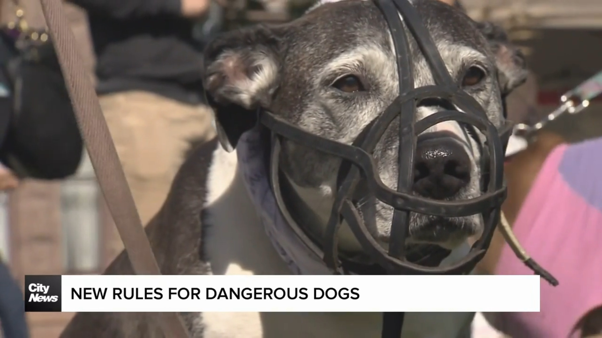 City ramps up rules for dangerous dogs