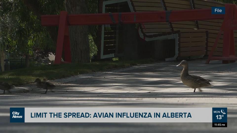 Limit the spread Avian influenza in Alberta CityNews Calgary