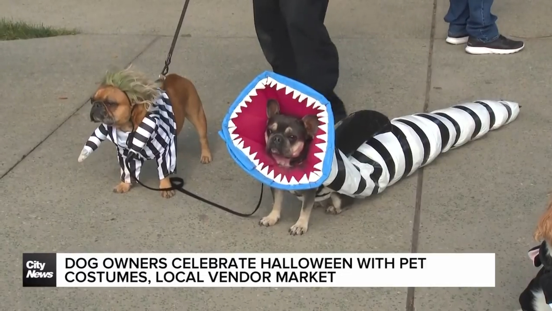 Dog owners celebrate Howl-oween with pet costumes, local vendor market