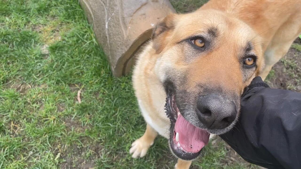 Pandemic pet popularity slowing down at Surrey shelter