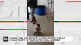 Darwin the IKEA monkey is living his best life after 14 years after going viral