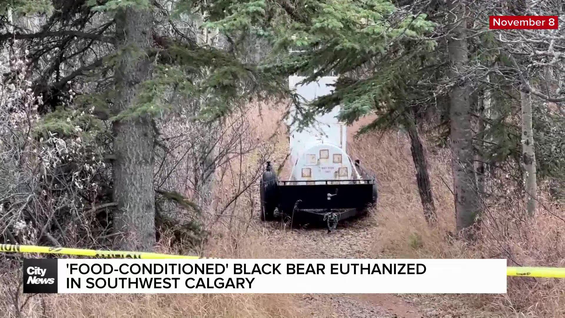 'Food-conditioned' black bear euthanized in SW Calgary