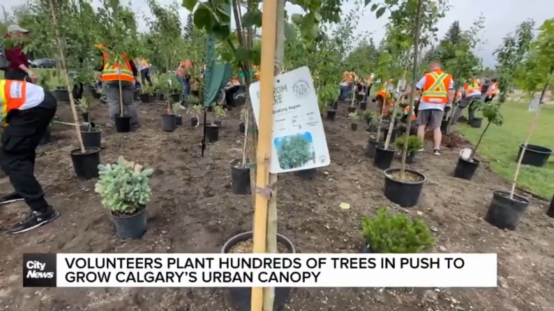 Volunteers plant hundreds of trees in push to grow Calgary’s urban canopy