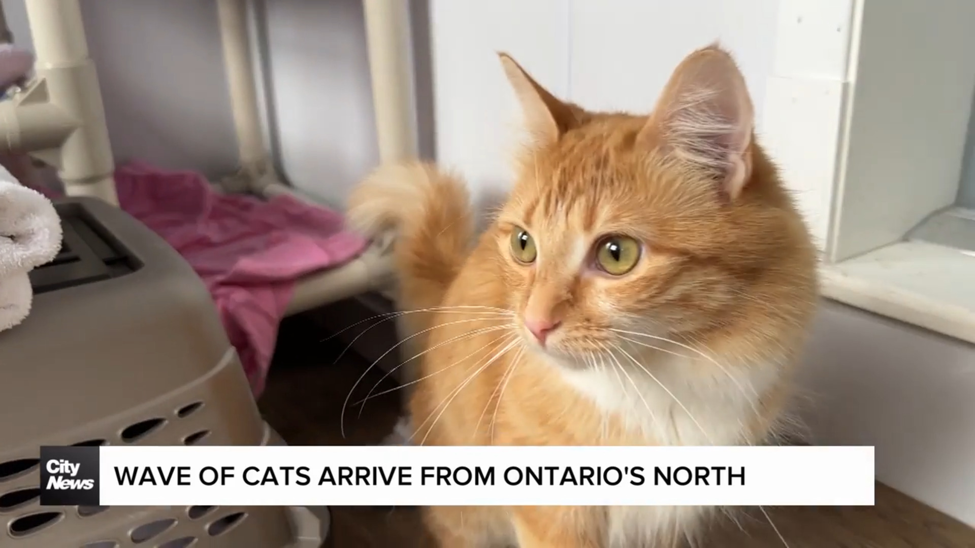 Wave of cats arrives in GTA