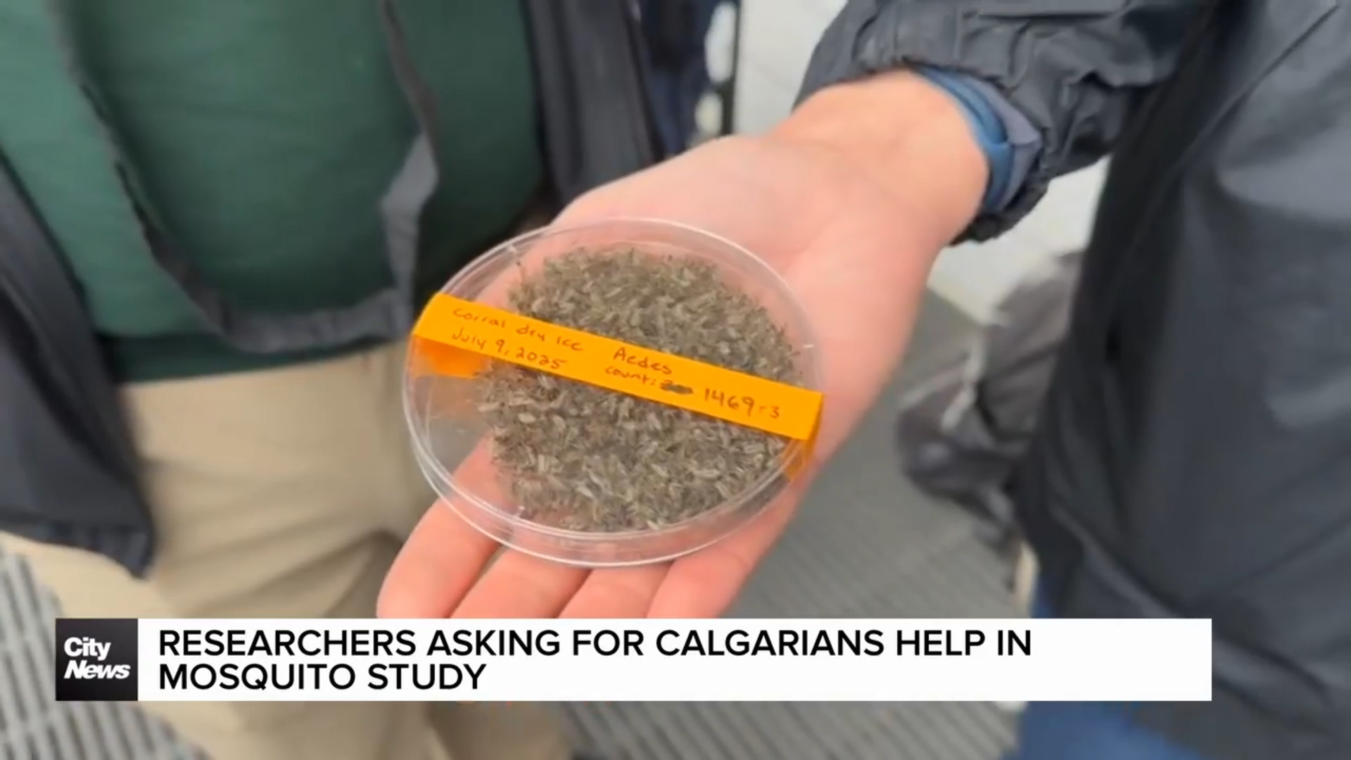 Researchers asking for Calgarians help in mosquito study
