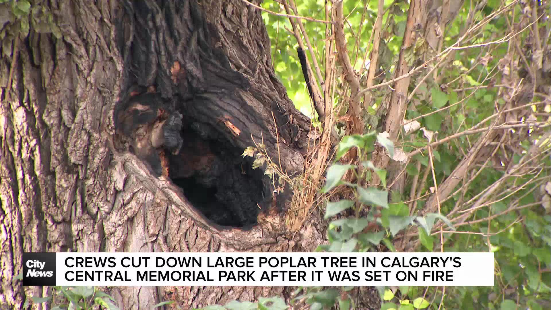 Large, old tree set on fire in Calgary