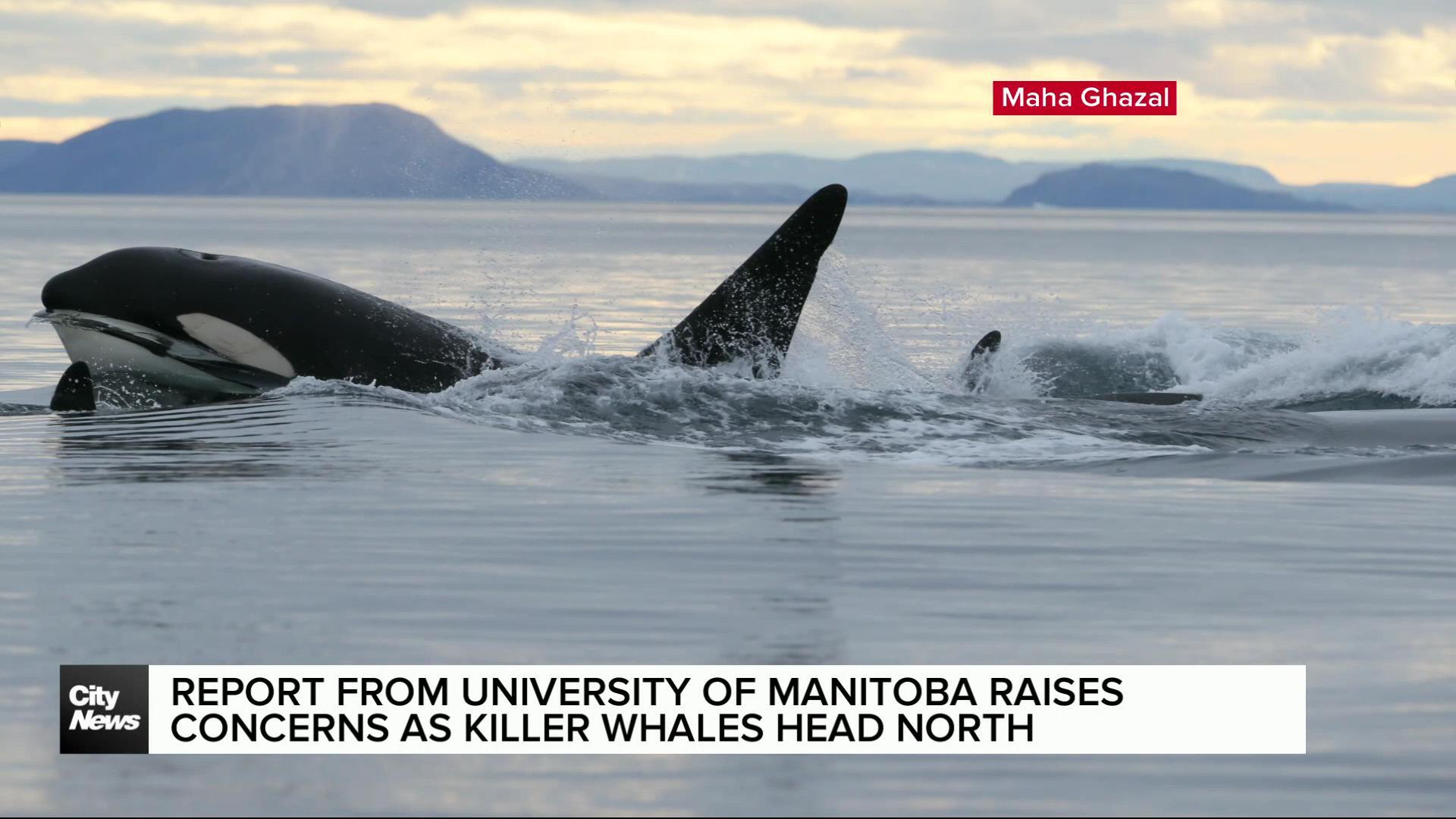 Report from University of Manitoba raises concerns over the arrival of killer whales to the arctic