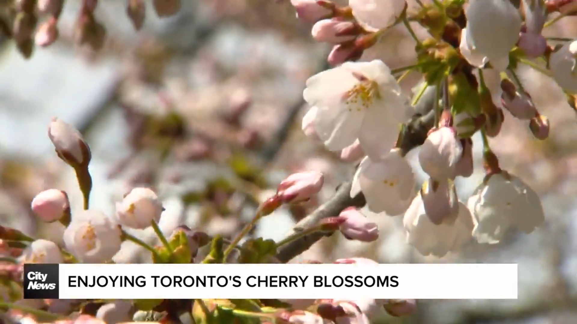 High Park Cherry Blossoms hitting peak bloom this weekend