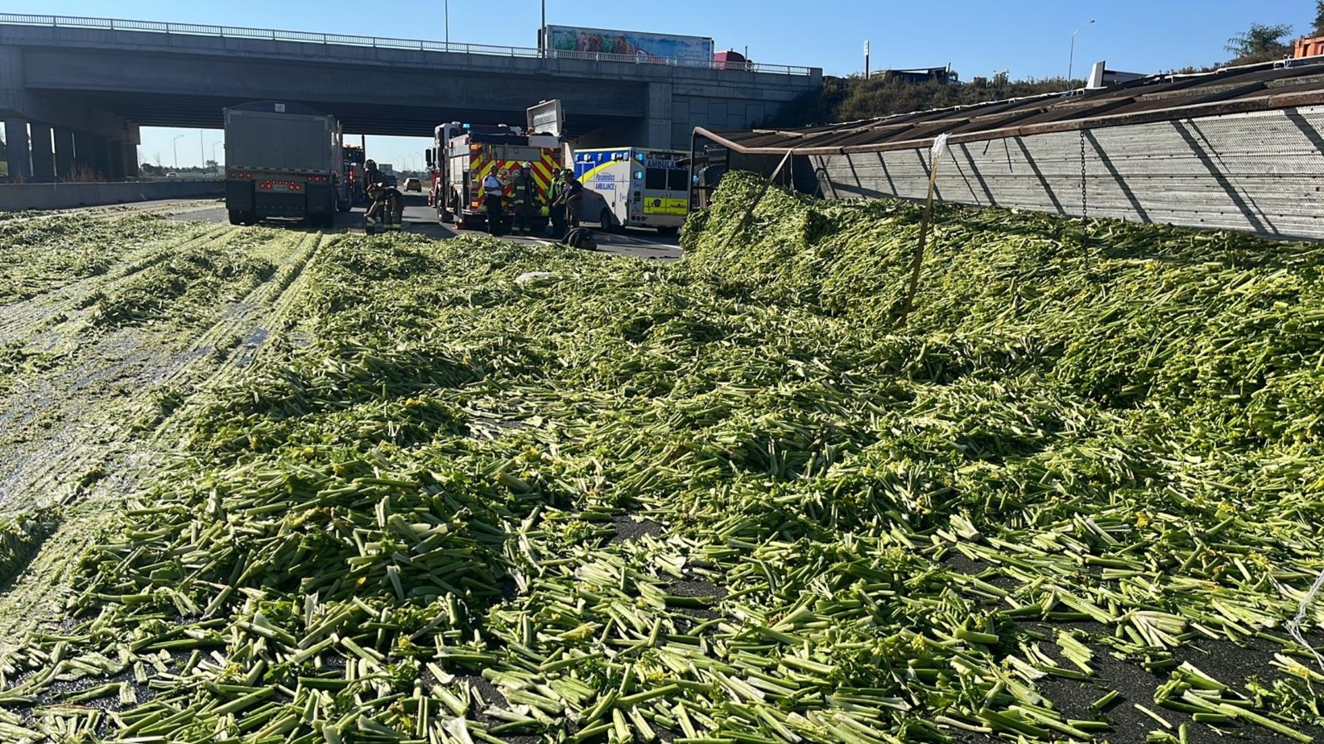 WATCH: Truck spills huge load of celery on Ontario highway