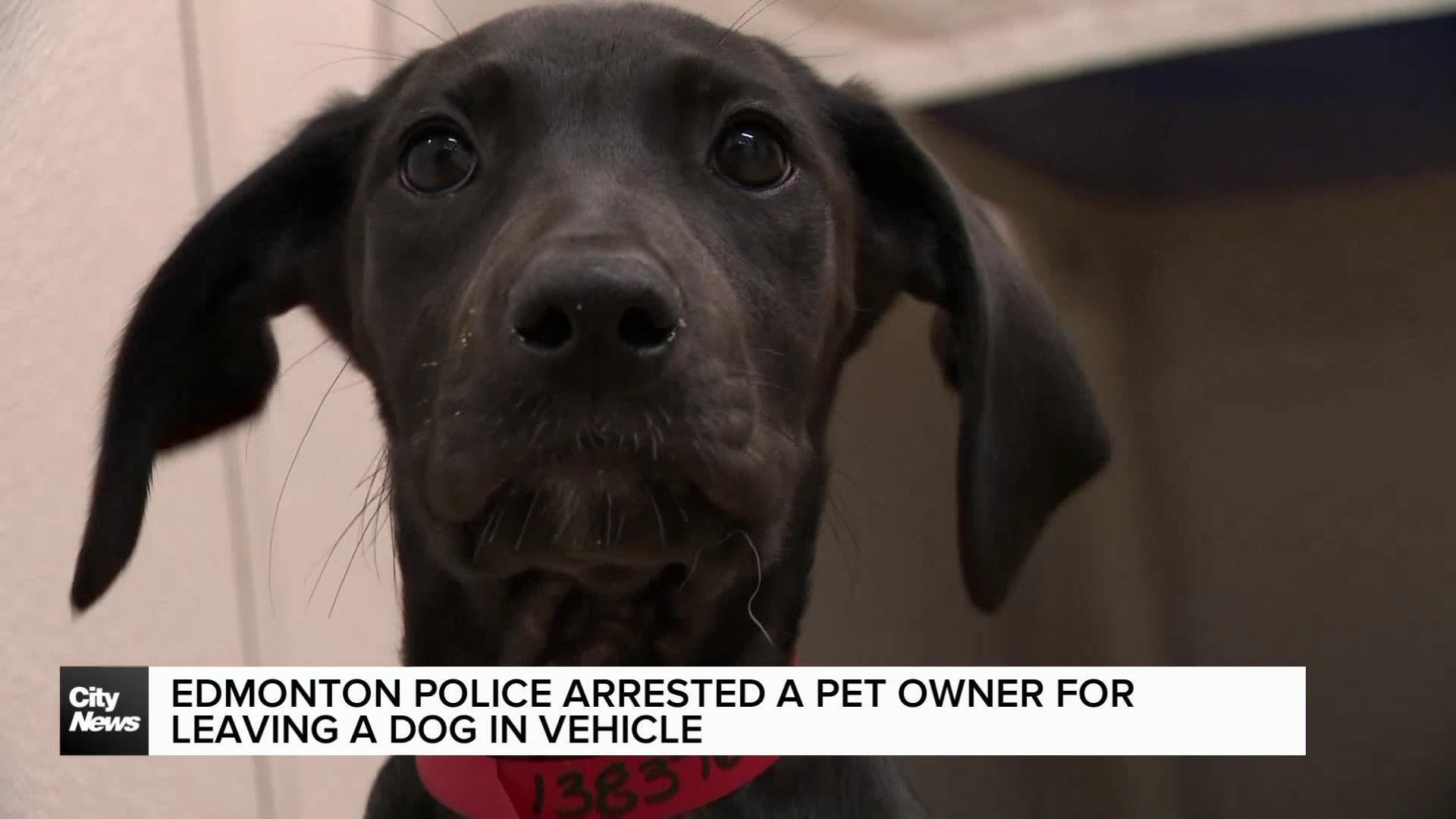 Police arrested a pet owner for leaving the dog in a car
