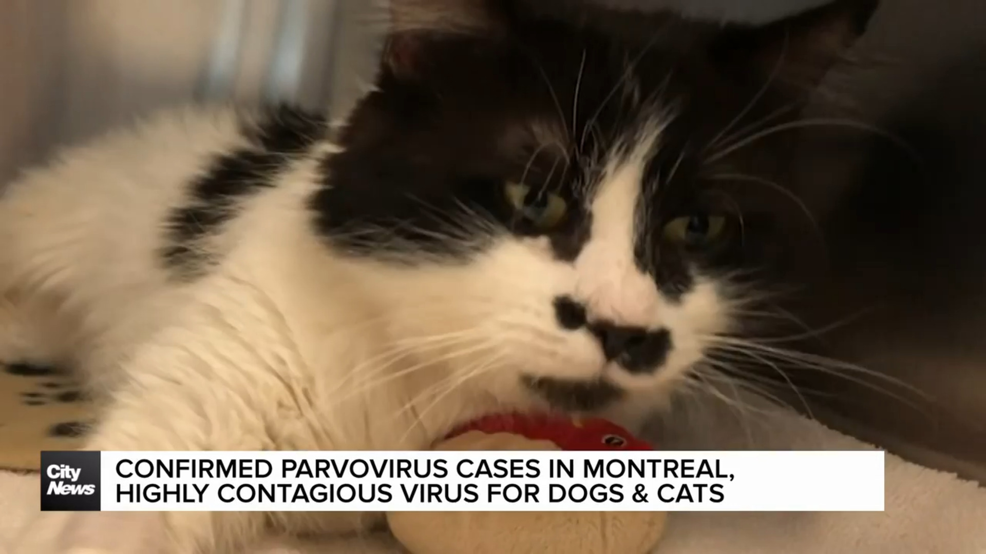 Confirmed cases of parvovirus in Montreal, contagious among cats & dogs