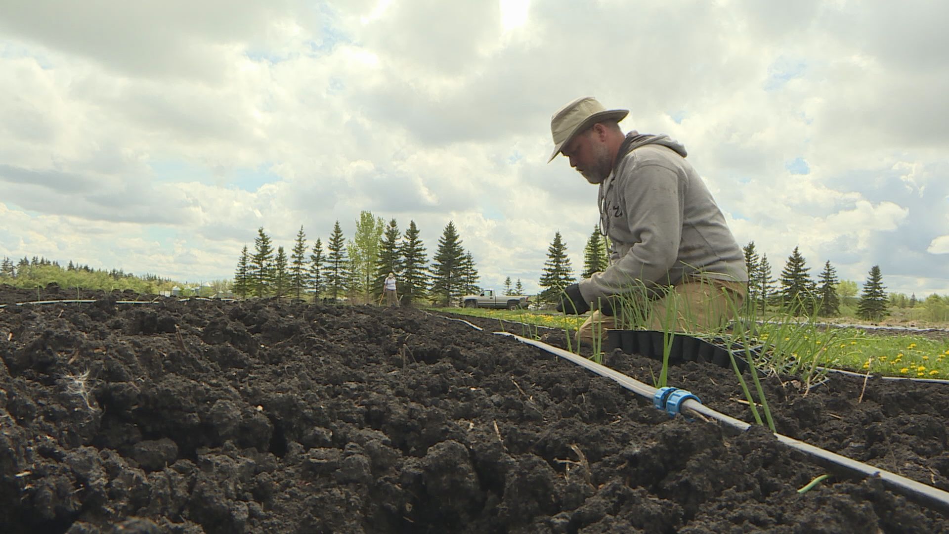 Despite drought conditions in Manitoba, famers aren’t stressing just yet