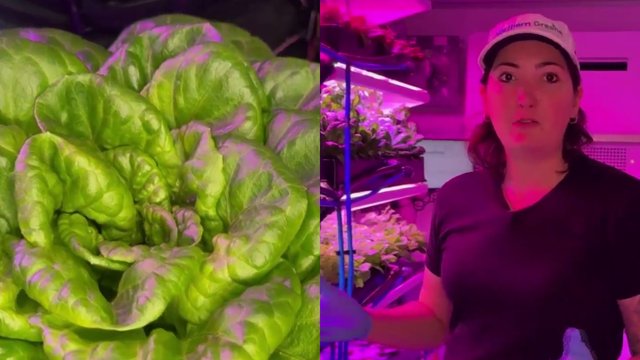 UBC celebrates first harvest from indoor vertical farm
