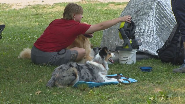 Foster home needed as the numbers of pet evacuated by wildfires continues to grow