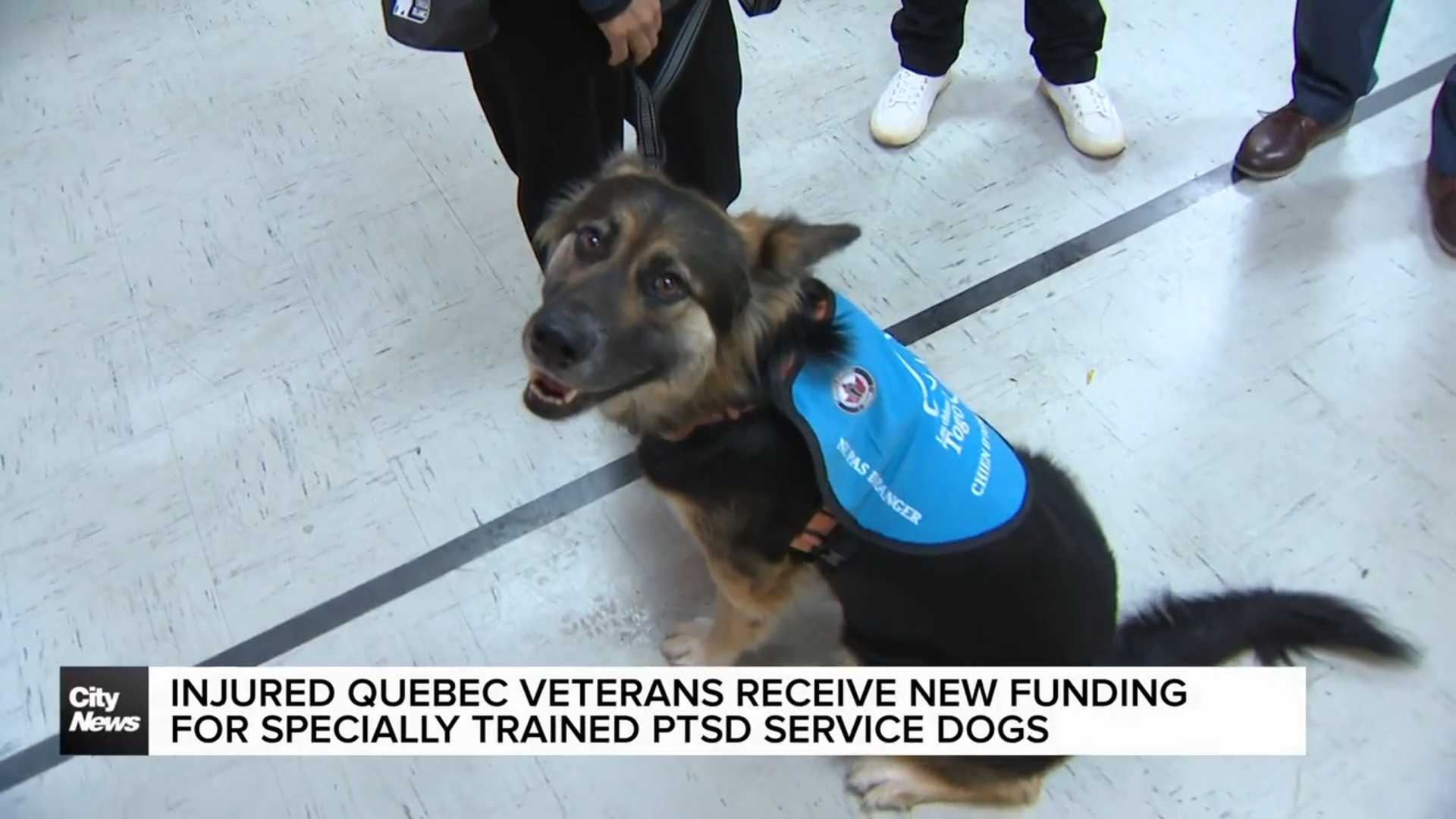 Injured veterans in Quebec to receive new funding for service dogs