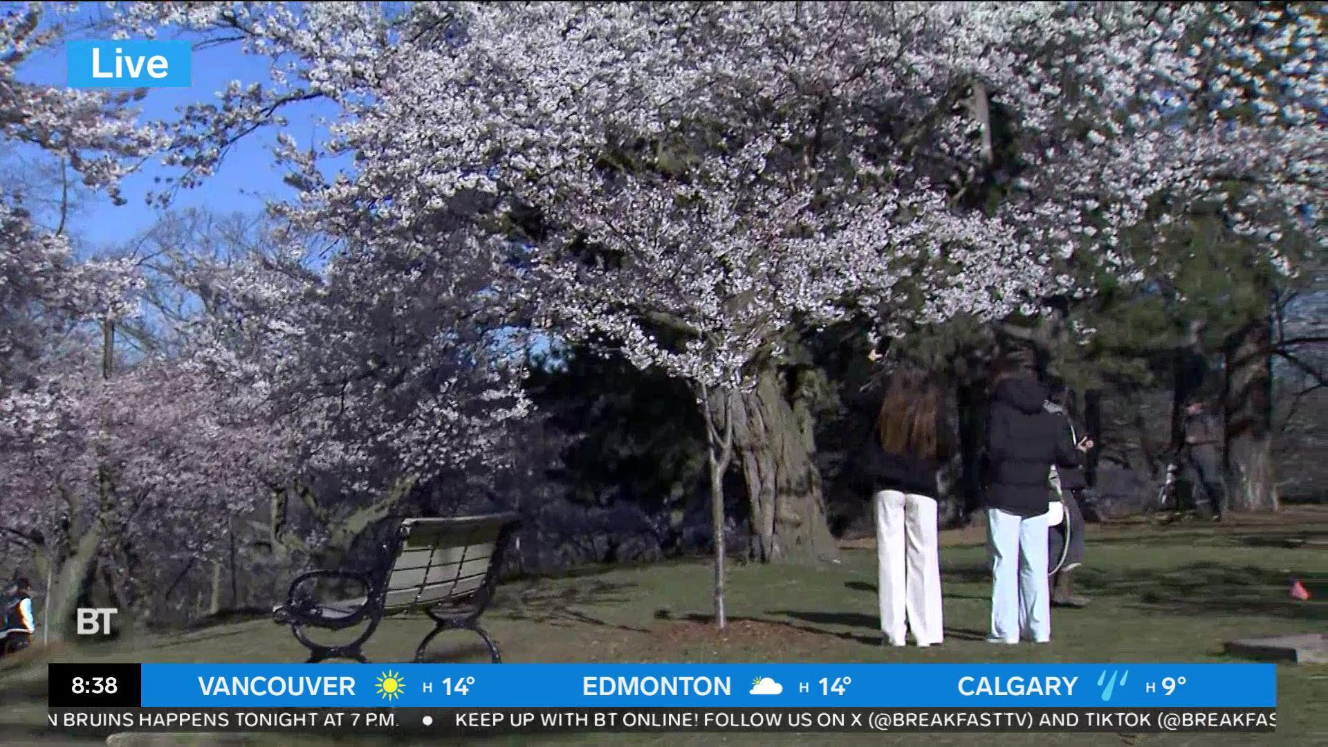 High Park cherry blossoms expected to reach peak bloom