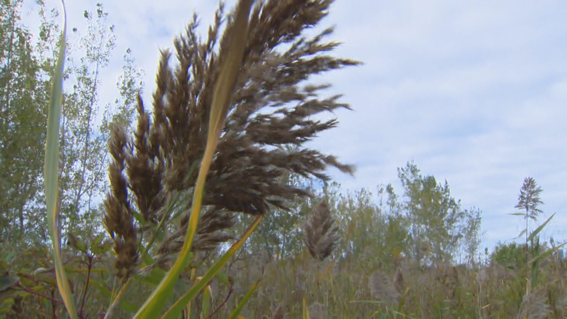 Preventing the spread of Canada's worst invasive species