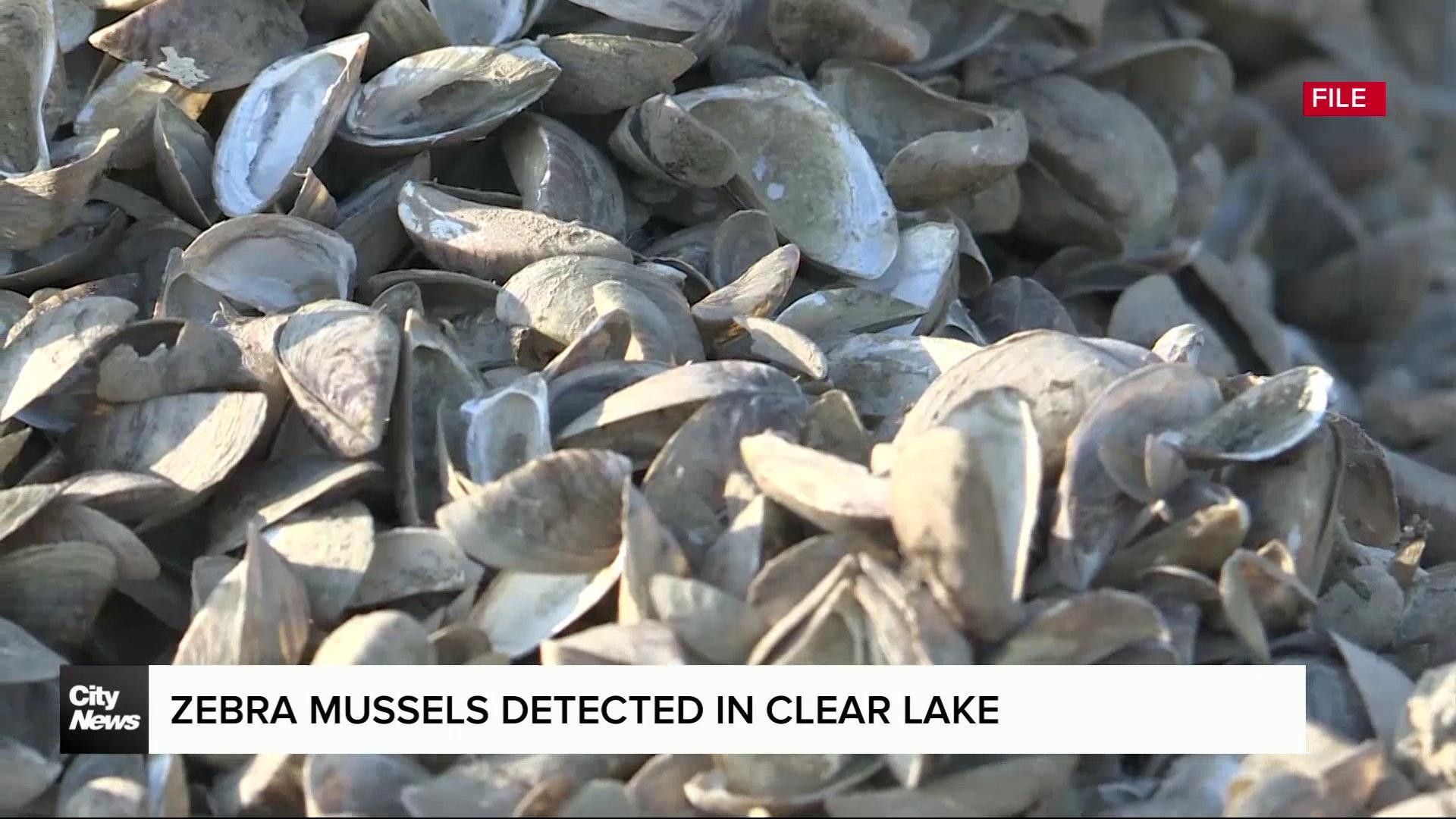 Growing presence of zebra mussels in Clear Lake