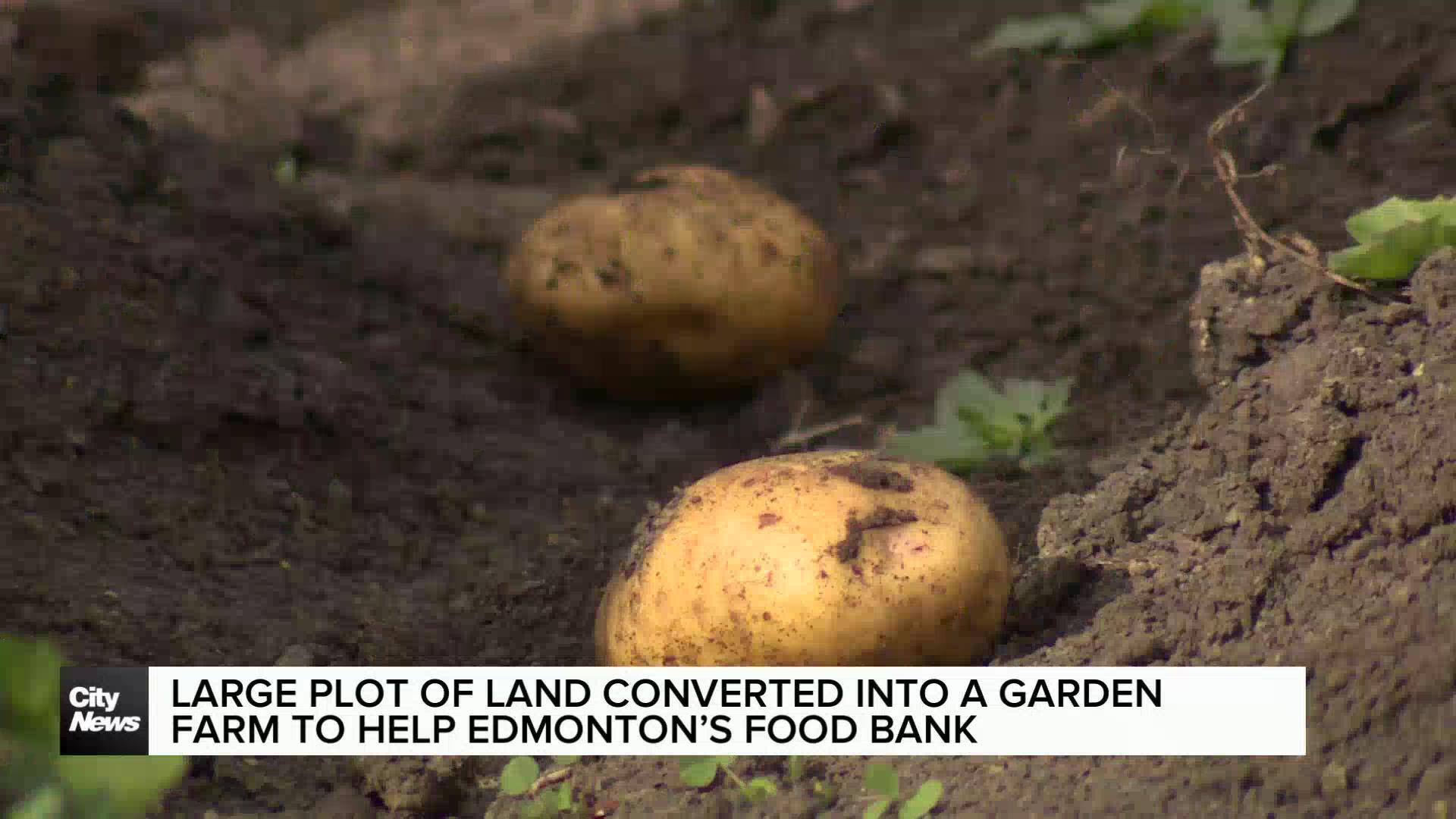 Large plot of land converted into a garden to help Edmonton’s Food Bank