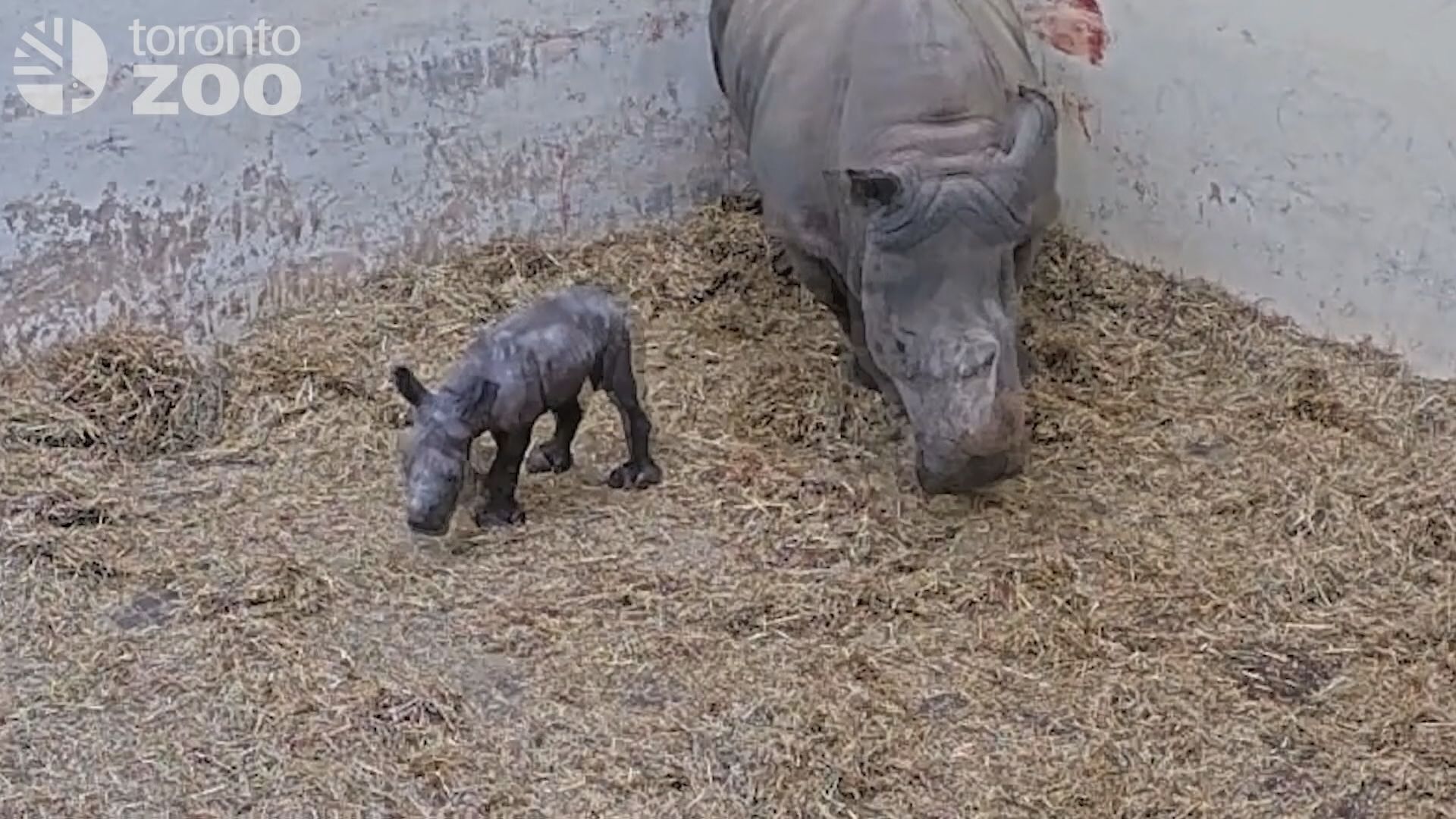 Toronto Zoo Welcomes A Rare Baby White Rhino