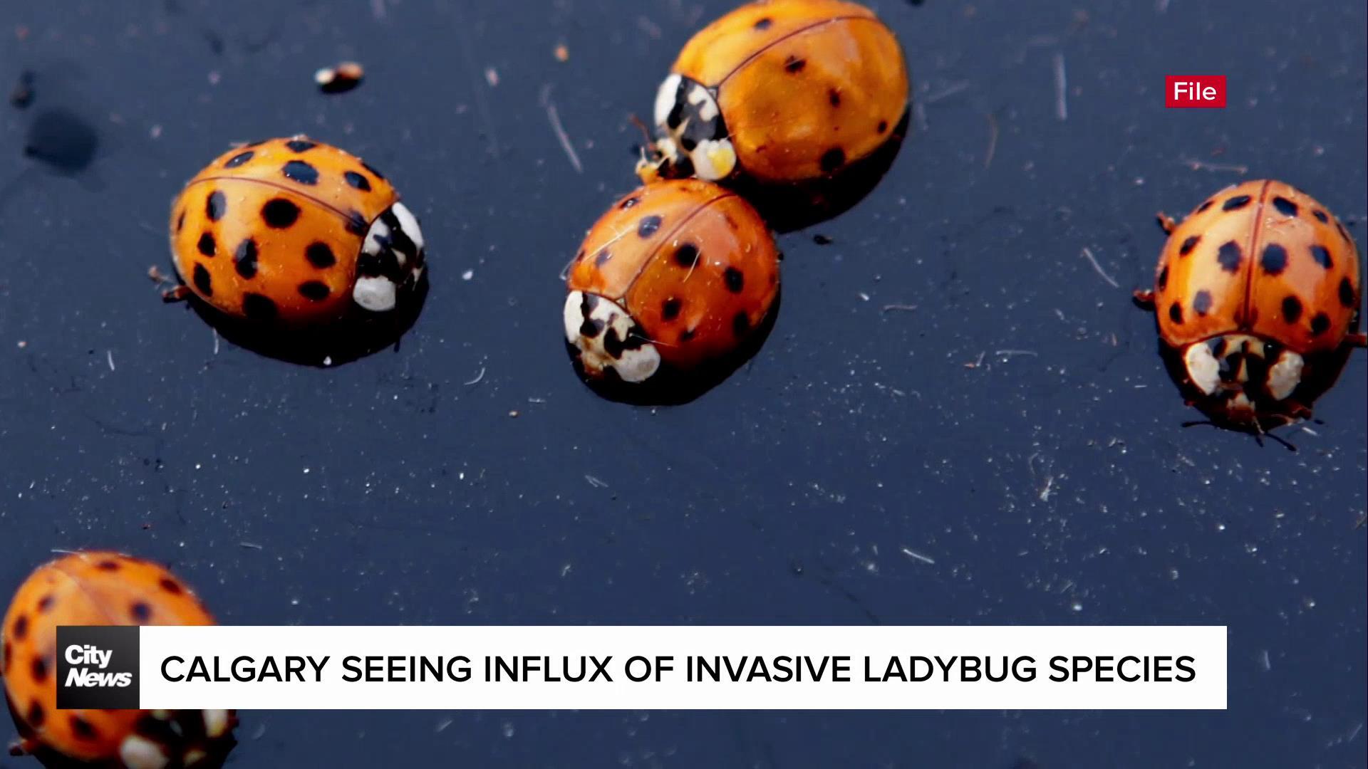 Influx of invasive species of ladybugs in Calgary draws some concern