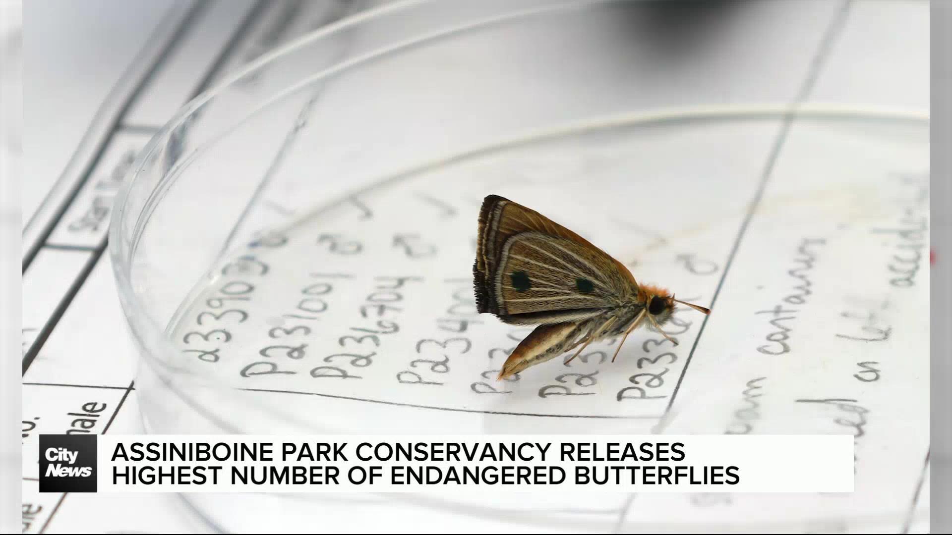 Conservation program releases highest number of endangered butterflies to date