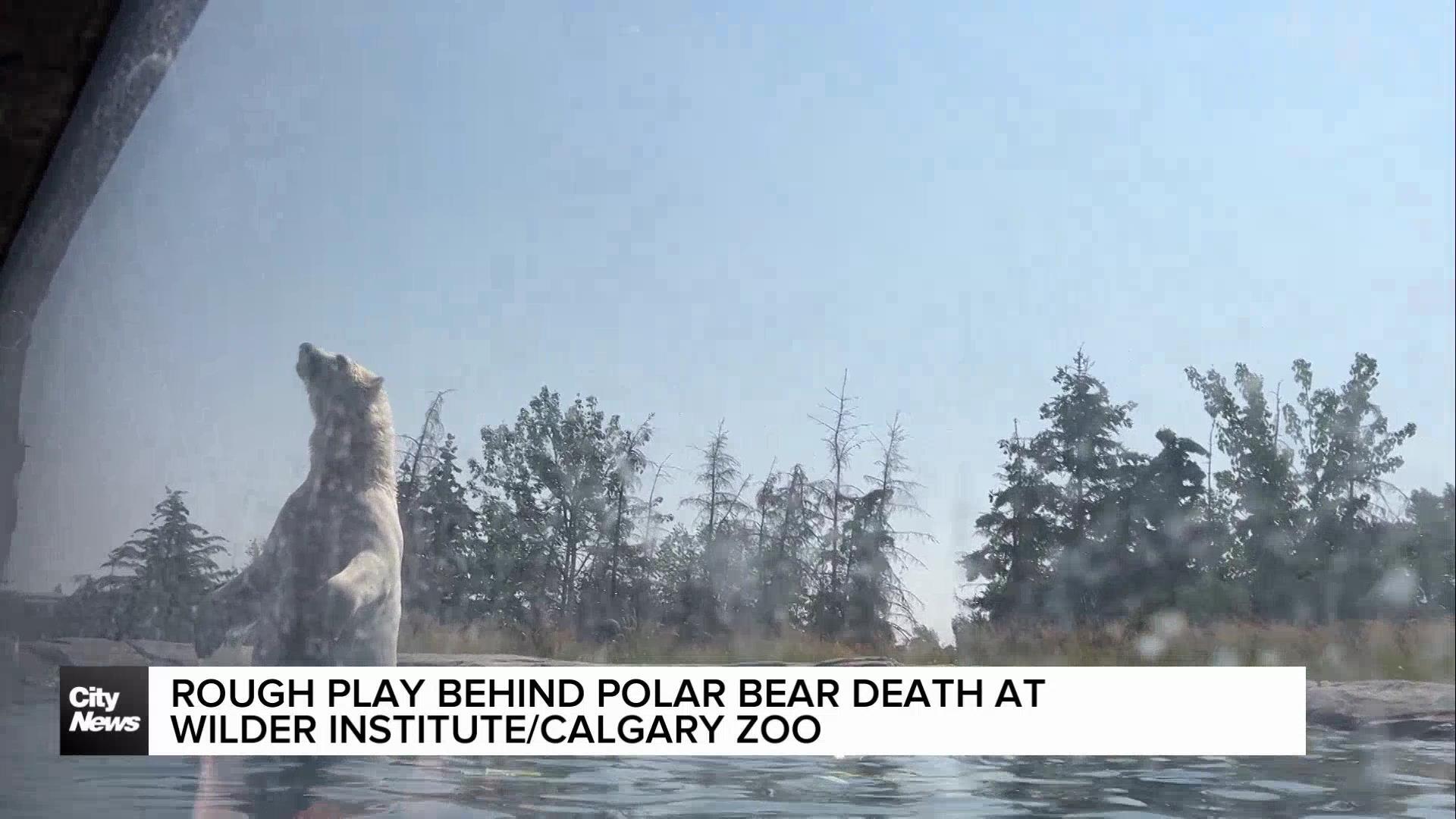 Rough play behind polar bear death at Wilder Institute/Calgary Zoo