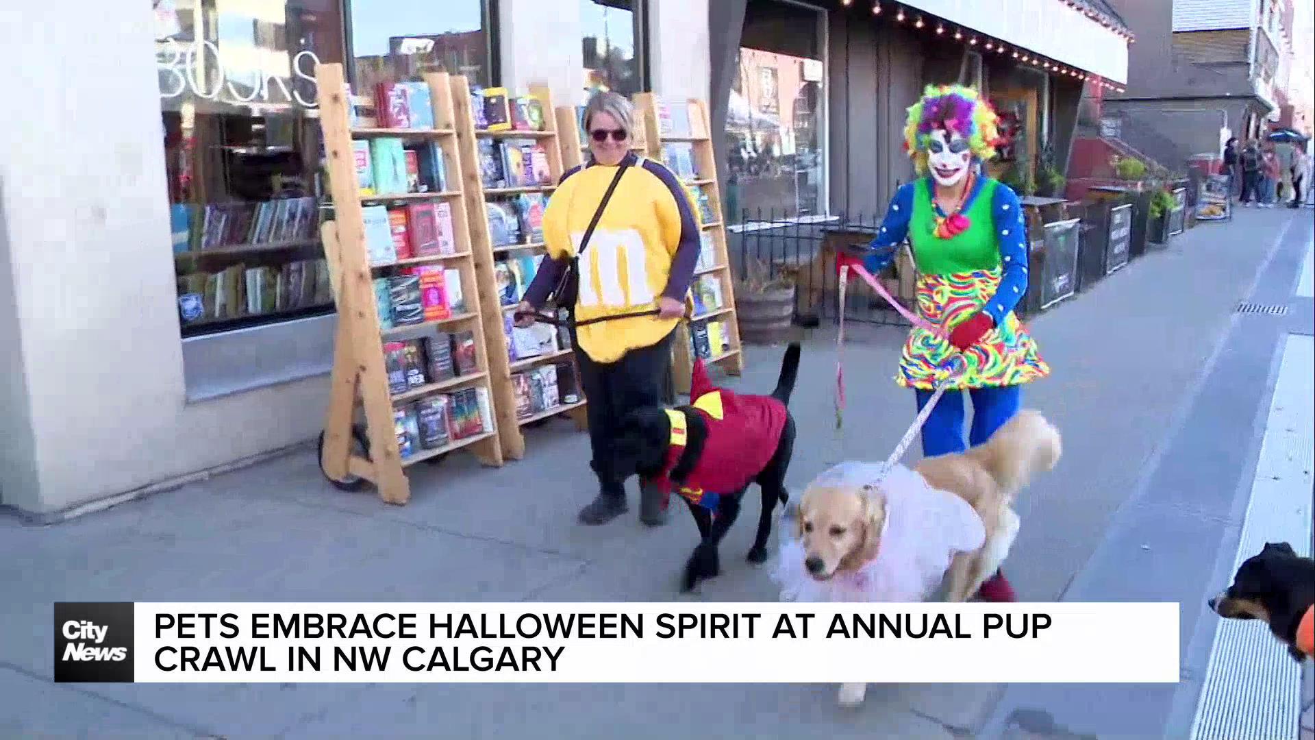 Pets embrace Halloween spirit at annual Pup Crawl in Calgary