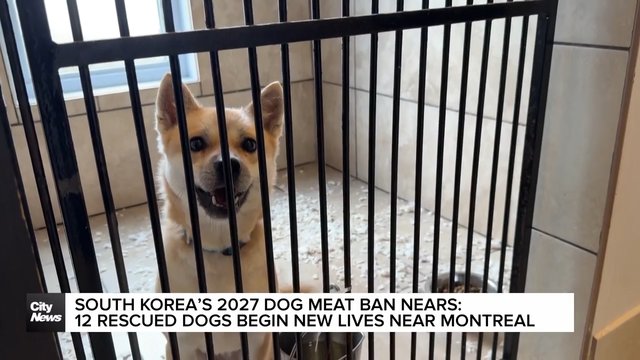 12 rescued dogs from South Korea begin new lives near Montreal