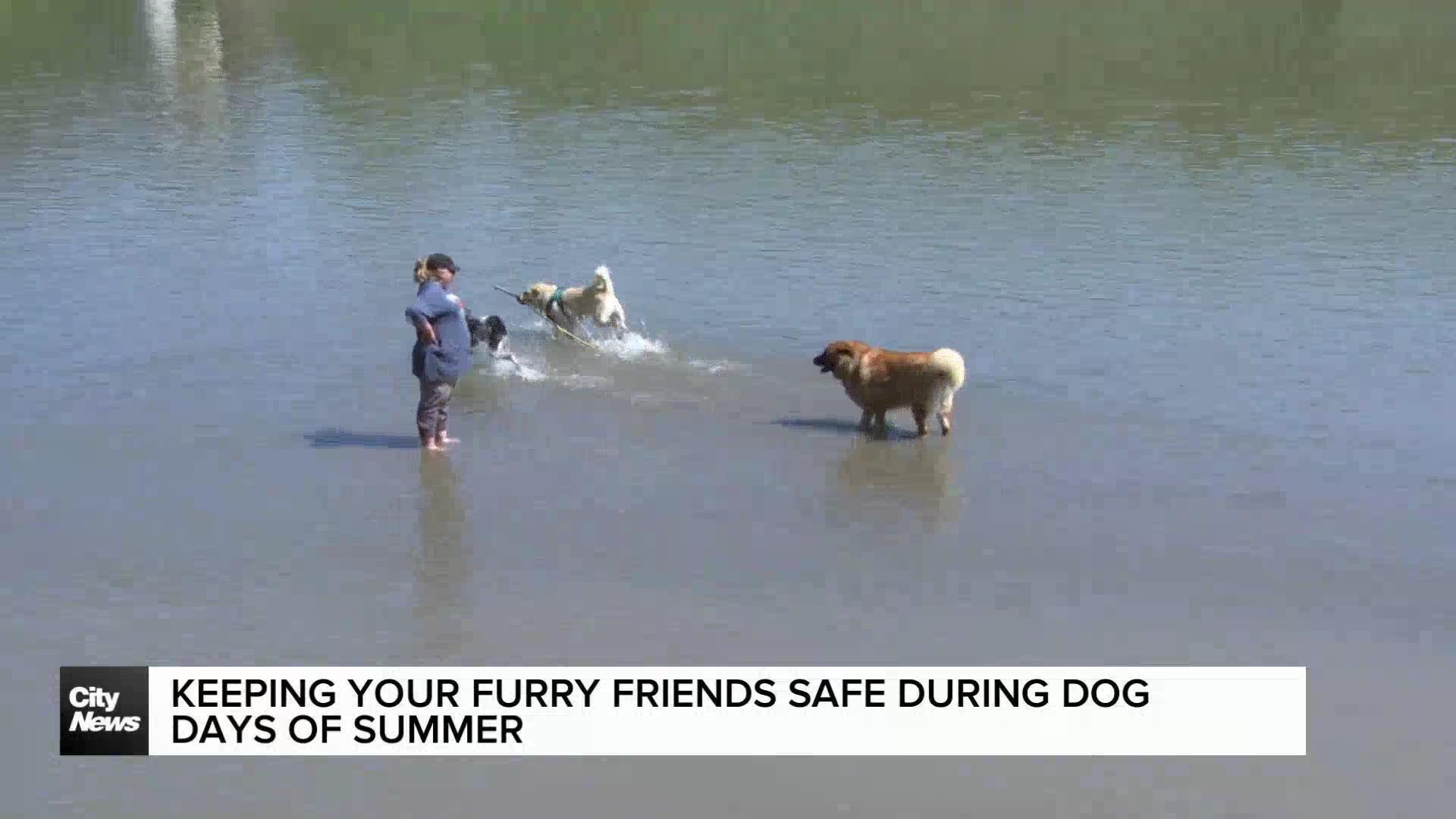Keeping your pets safe during the dog days of summer