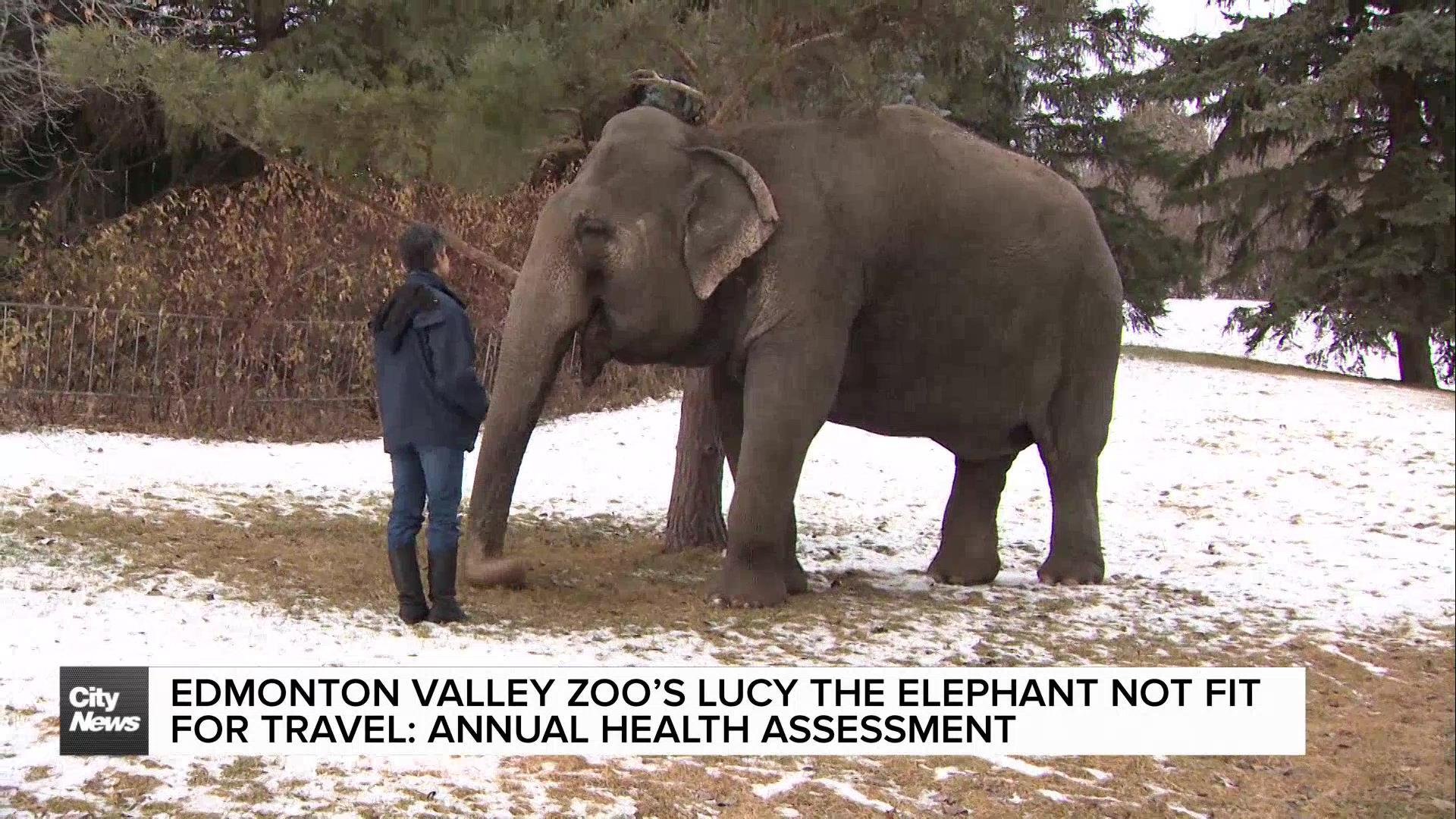 Edmonton Valley Zoo's Lucy the elephant not fit for travel: Annual Health Assessment