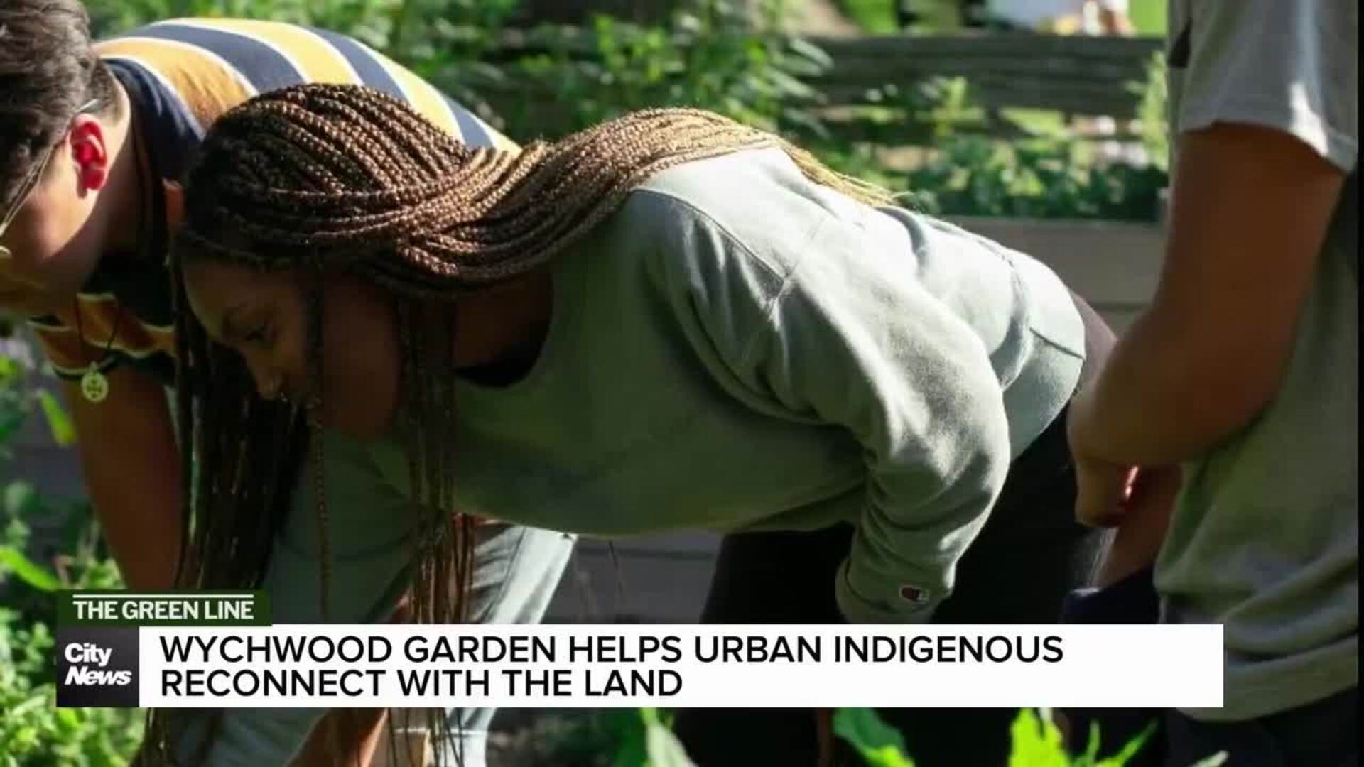 Wychwood garden helps Indigenous people reconnect with the land