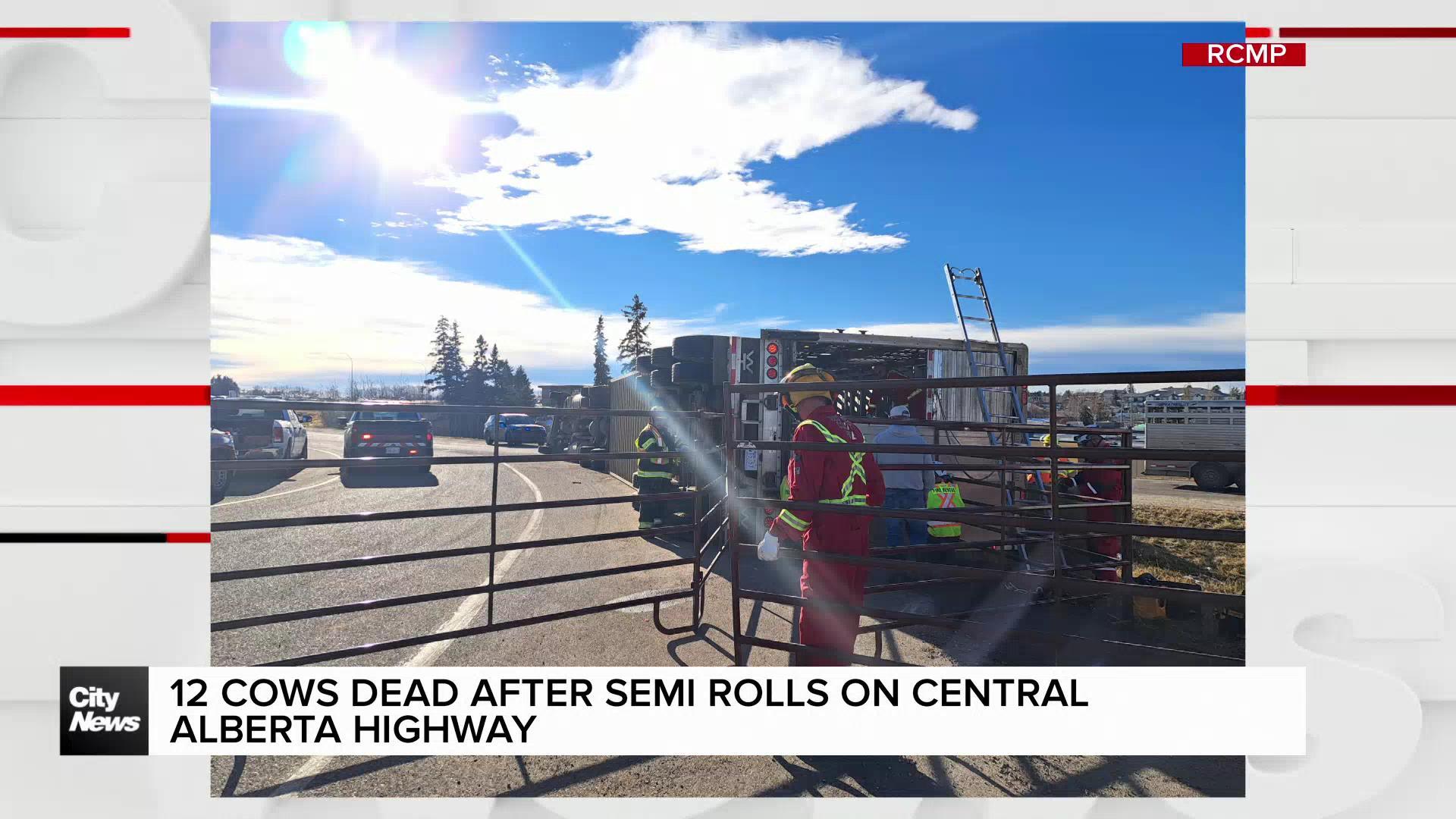 12 cows dead after semi rolls on central Alberta highway