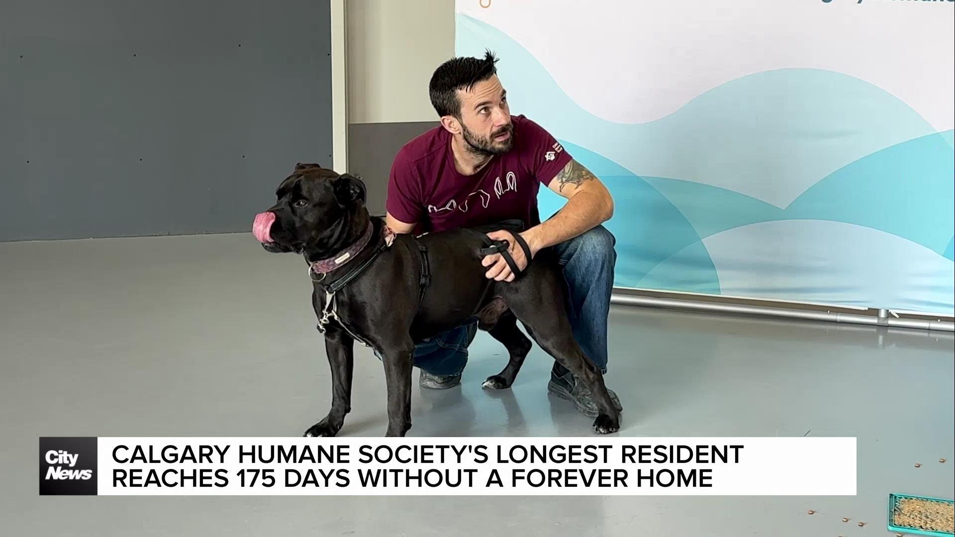 Calgary Humane Society's longest resident reaches 175 days without a forever home